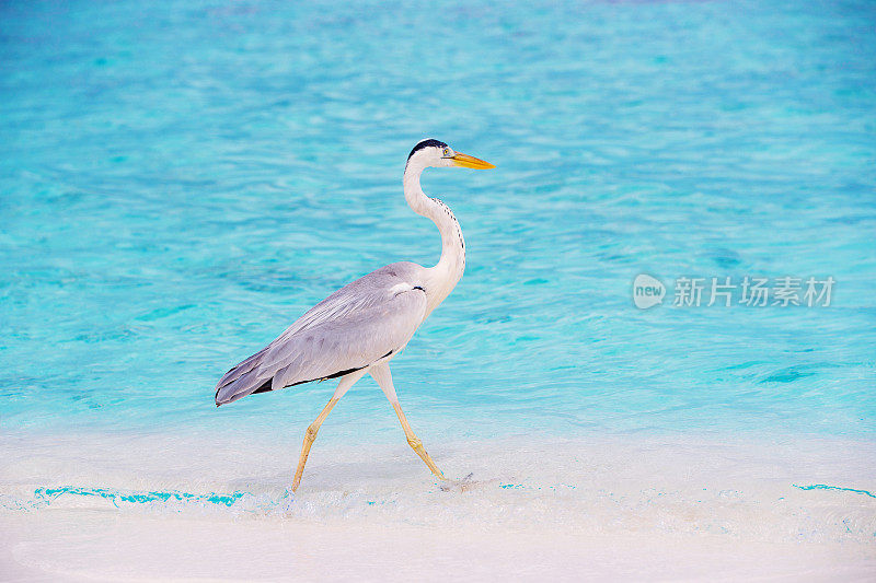 来自马尔代夫的苍鹭(Ardea cinerea)